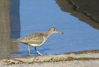 spotted sandpiper