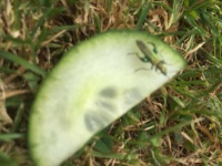 Strange Bug on a piece of cucumber.