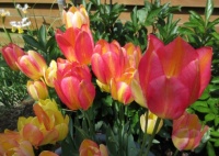 "Changing Colour" Tulips.