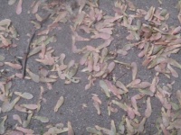 A close-up of prize winning Maple tree seeds