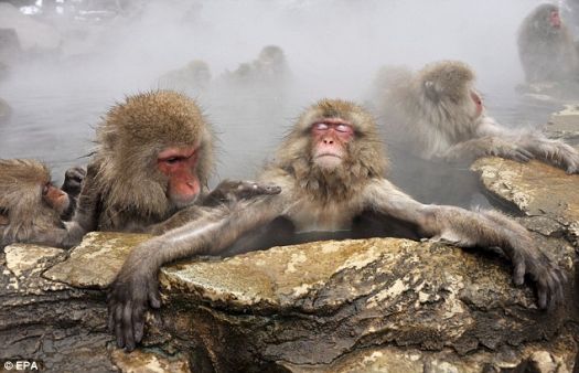 Japanese Snow Monkey's hot tubbin'