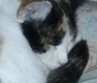 Daisy (2)