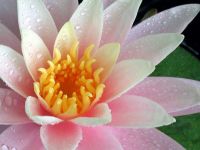 WaterLily3