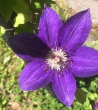 Clematis blossom