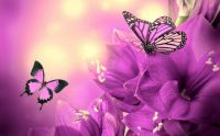 beautiful-butterflies-purple-flowers