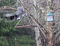Oregon Grey Squirrell