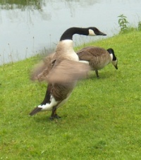 Birds #6