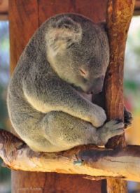 a sleeping koala at the San Diego Zoo
