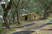 Olive grove