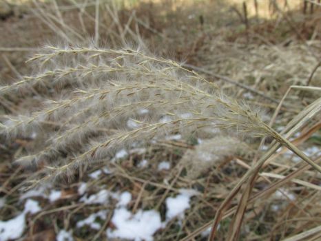 Grass at the end of the winter