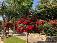 Red Rose Trees