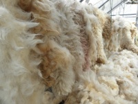 Sheep's fleece 1