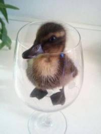 Duck Cup