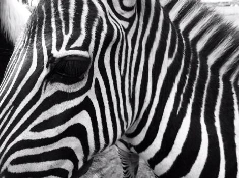 Marty the Zebra