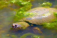 COMMON SNAPPING TURTLE