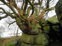 Tree III