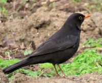 male blackbird (merelman)