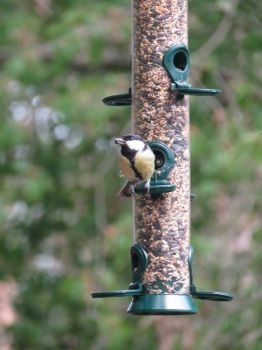 Great tit with sunflower seed.