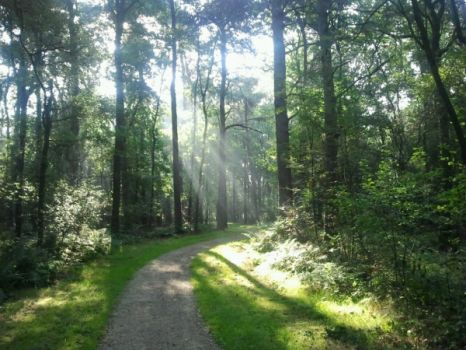 Nature area "De Borkeld" (NL)
