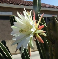 Close Up Of Night Blooming Cereus Bloom From Side
