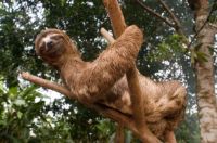 Sloth in Amazon by Sergi Reboredo