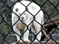 WHITE  BANGAL TIGER