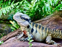 Australian Water Dragon