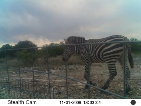 Zebra in Texas