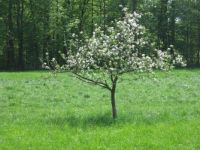A young apple tree in the old orchard