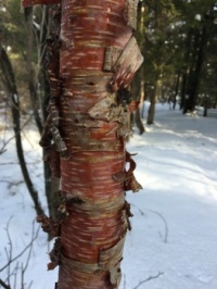 Birchbark on the hiking trail