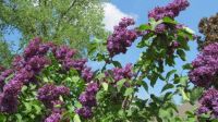 2013-05-20 more lilacs and sky