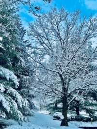 Feb 23 Snow scene