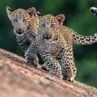 Leopard Kittens from National Geographic
