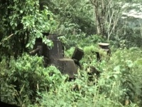 WW II Japanese tank in the Jungles of Pohnpei, Micronesia