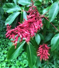 Red Horse Chestnut Tree Blossoms