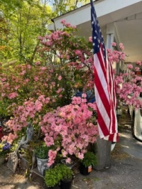 Spring arrives in Tennessee