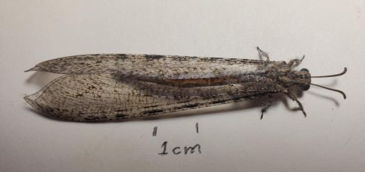 Adult antlion