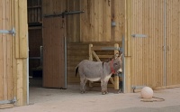 Miniature donkey