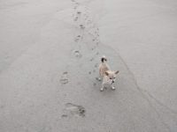 Sand Dog Tracks