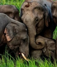 slonie-indyjskie-tak-jak-ludzie-oplakuja-i-grzebia-zamarlych