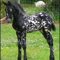 spotted horse