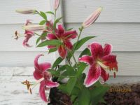 Stargazer Lily