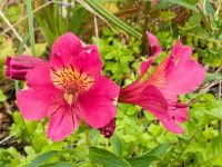 Fleurs de Passan Pen