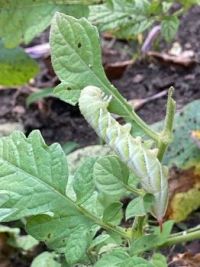 tomato hornworm "starting on this side now"