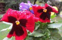 Pansies after the rain.