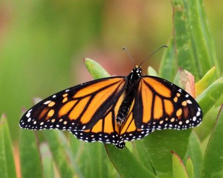 Solve Monarch Butterfly on ice plant, Public Works Building, Del Mar ...