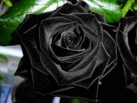 Beautiful Black Rose of Halfeti, Turkey..