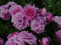 Rose "Gertrude Jekyll"