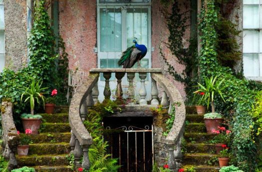 Peacock in Ireland