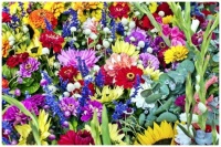 The Beautiful Colours of Mixed Flowers